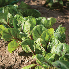 Collection image for: SPINCH