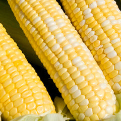 Collection image for: CORN