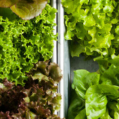 Collection image for: LETTUCE