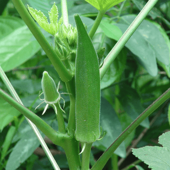 Okra Hobby