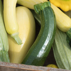 Collection image for: Squash