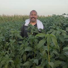 Collection image for: MOLOKHIA