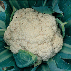 CAULIFLOWER Hobby