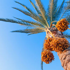 Collection image for: قسم النخيل