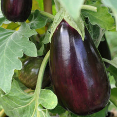Eggplant commercial