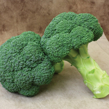 Broccoli Hobby