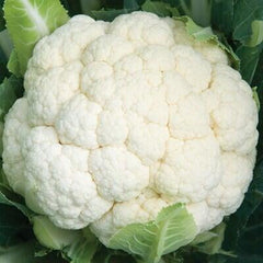 CAULIFLOWER PRO