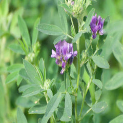 Collection image for: Alfalfa