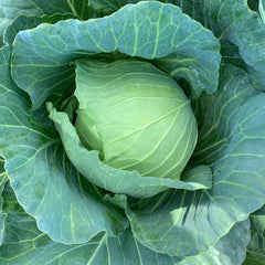 CABBAGE  commercial