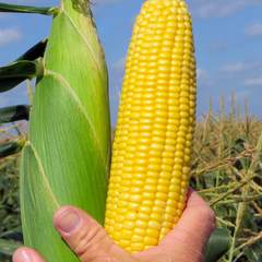 CORN HOBBY