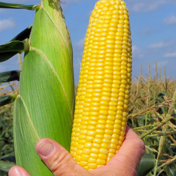 CORN HOBBY