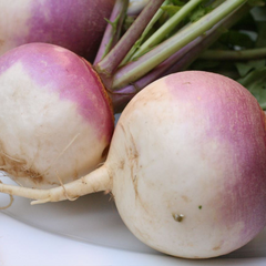 Radish Hobby