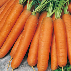 Carrots for Hobby