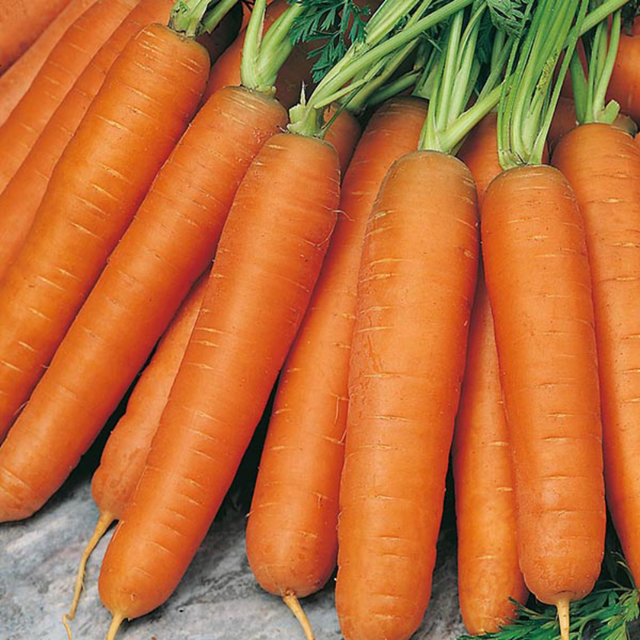 Carrots for Hobby