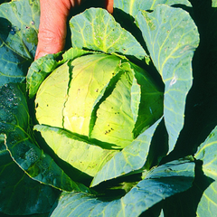 Cabbage for Beginners