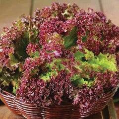 Lettuce commercial