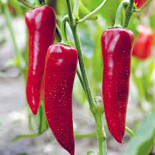 pepper Hobby