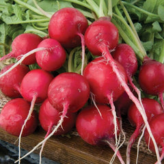 Radish pro