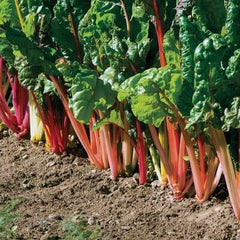 Swiss chard pro