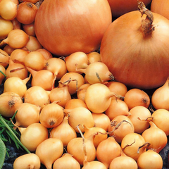 Onions Hobby