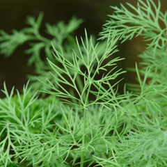 Herbs for Beginners