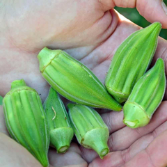 Okra commercial