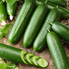Cucumber  Hobby