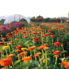 International flowers