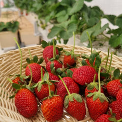 Strawberry pro