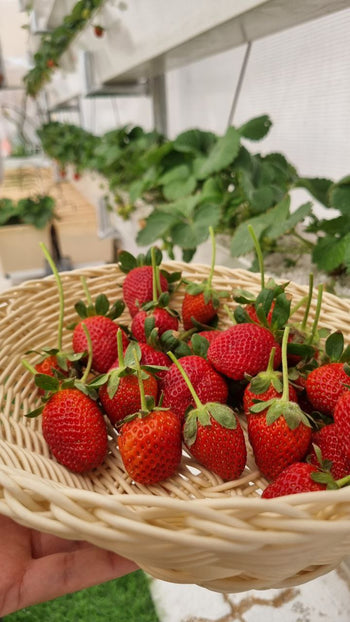 Strawberry pro