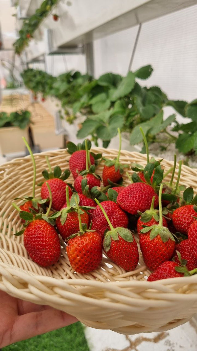 Strawberry pro