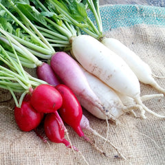 Collection image for: RADISH