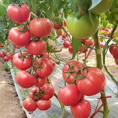 TOMATO commercial