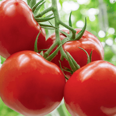 Tomato's Hobby