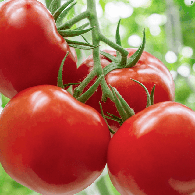 Tomato's Hobby