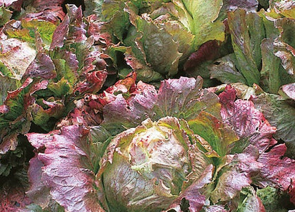 Miracle lettuce