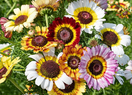 RAINBOW MIX FLOWERS UAE