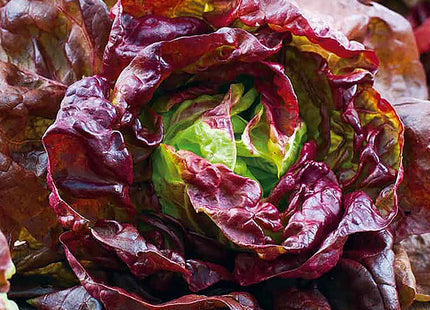 Miracle lettuce