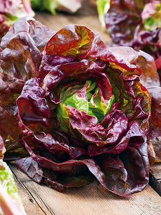 Miracle lettuce