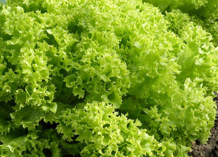 Lettuce Lollo Bionda ILEMA