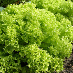 Lettuce Lollo Bionda ILEMA