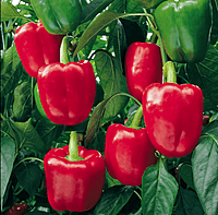 Bendigo  Paprika