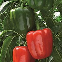 Bendigo  Paprika
