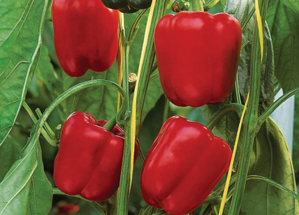 SPRINTER RED PEPPER