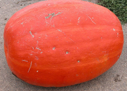 The giant Pumpkin