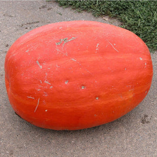 The giant Pumpkin