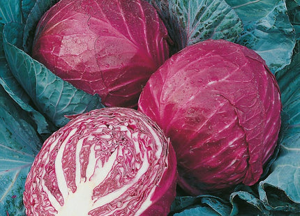 Red champion cabbage