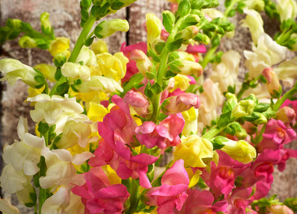SNAPDRAGON MIX UAE
