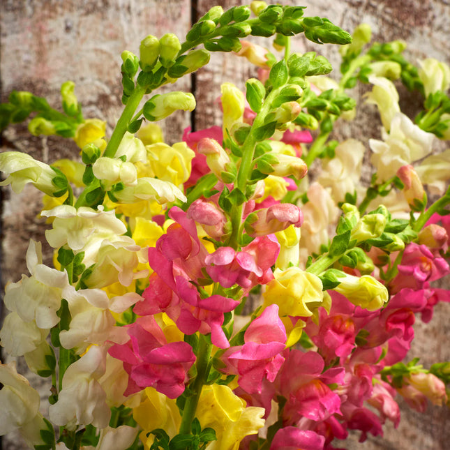 SNAPDRAGON MIX UAE