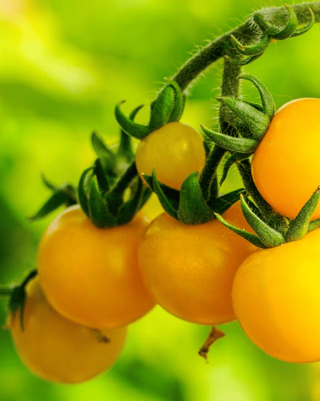 سترونج بوي الأصفر